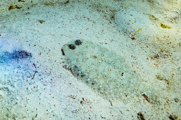 Common sole in a reef of Komodo park