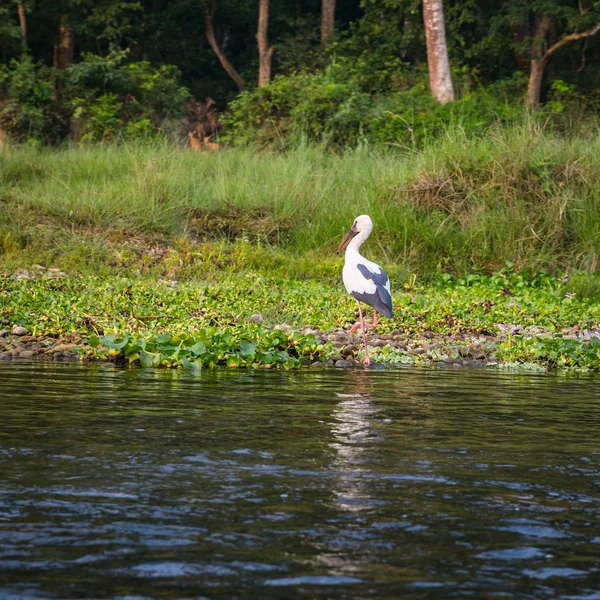 Festői Kilátással Gyönyörű Táj Növény Állatvilág Chitwan Nepál — Stock Fotó