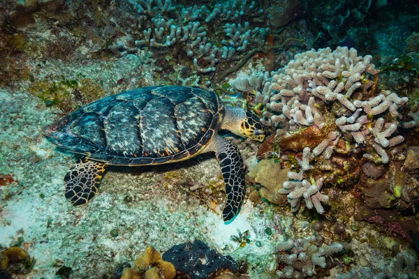 Güzel Yeşil Kaplumbağa Sualtı Görünümünü Cozumel Resif Üzerinde — Stok fotoğraf