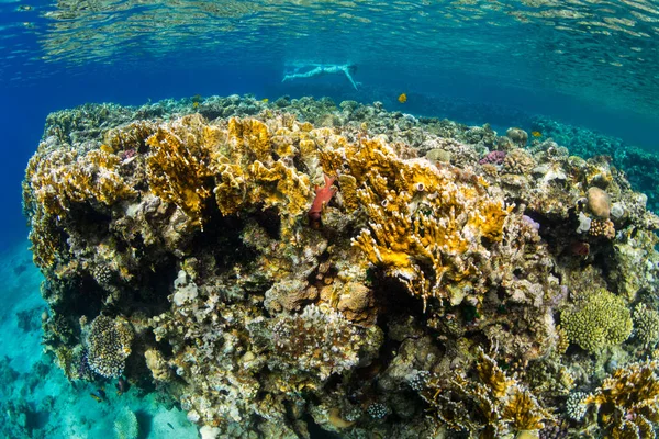 Підводний Постріл Морська Підлога — стокове фото