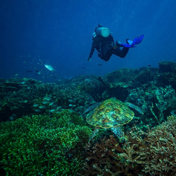 Diver Och Sköldpadda Komodo Nationalpark Indonesien — Stockfoto