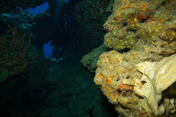 Underwater Skjuta Ocean Flora Och Fauna Bali Indonesien — Stockfoto