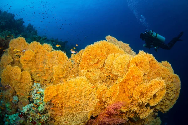 Gorgonian on a reef near the city of Dahab in the Red Sea