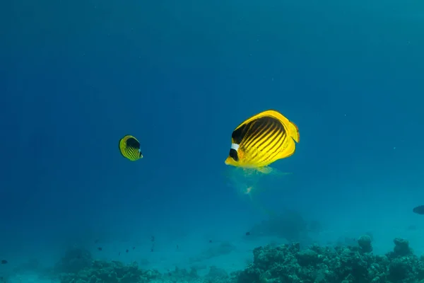 シャルムエルシェイク エジプトでサンゴ礁の背景に美しい熱帯魚 — ストック写真