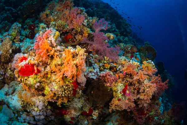 Όμορφες Κοραλλιογενών Υφάλων Στην Ερυθρά Θάλασσα Σαρμ Σέιχ Αίγυπτος — Φωτογραφία Αρχείου