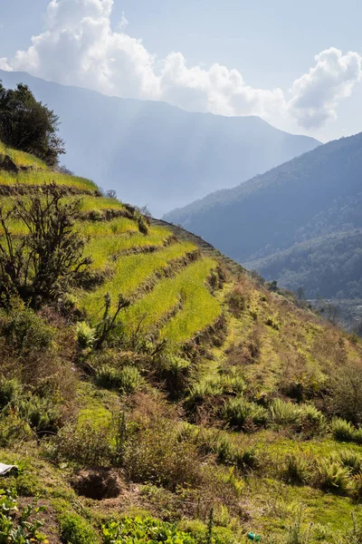 Hermosos Campos Arroz Verdes Terrazas Nepal — Foto de Stock