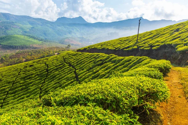 Hermosa Plantación Verde India Provincia Kerala — Foto de Stock