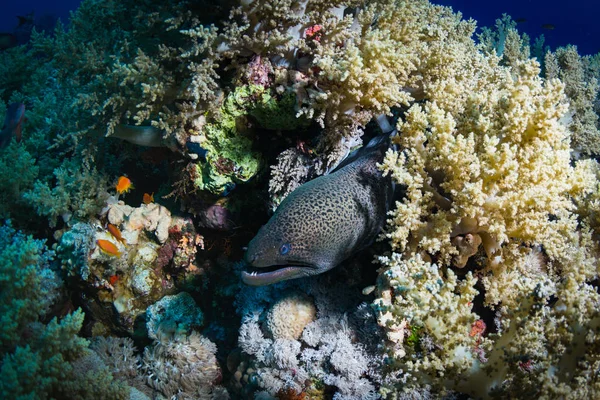 Podwodne Widoki Moray Rafy Koralowej — Zdjęcie stockowe