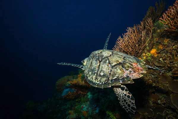 Podwodne Widok Piękny Zielony Żółw Rafie Cozumel — Zdjęcie stockowe