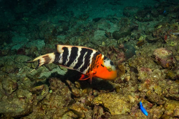 Rusty Wrasse Arrecife Cerca Isla Koh Tao Tailandia —  Fotos de Stock