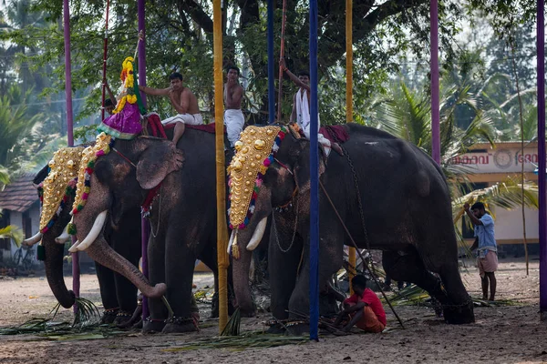 Kochin India Febrero Elefantes Indios 2013 Kochin India Elefantes Festival — Foto de Stock