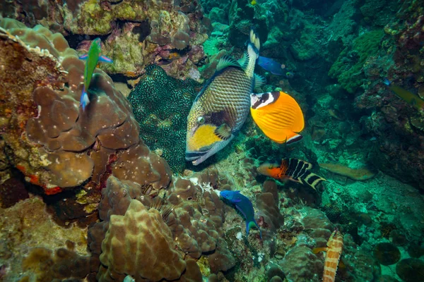 タオ島島近くの美しい大きなモンガラカワハギ — ストック写真