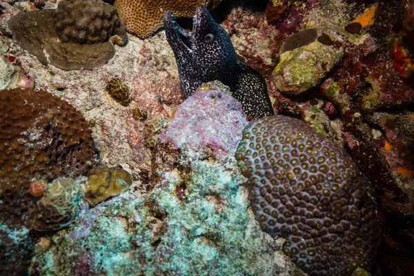 Підводний Стріляти Океану Флори Фауни Балі Індонезія — стокове фото