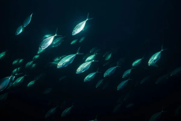 Atum Perto Ilha Koh Tao Tailândia — Fotografia de Stock