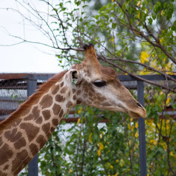 Girafe Dans Parc Safari Crimée — Photo