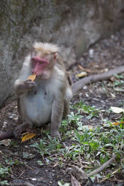 猴子坐着吃饼干 — 图库照片