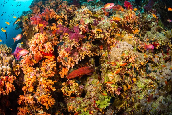 Hermoso Arrecife Coral Mar Rojo Sharm Sheikh Egipto — Foto de Stock