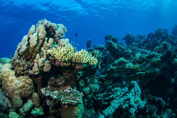 Prachtig Koraalrif Rode Zee Sharm Sheikh Egypte — Stockfoto