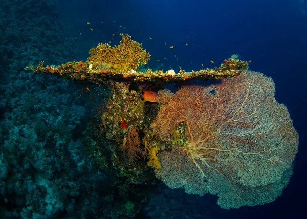 Red Sea Mısır Dahab Şehir Yakınındaki Resif Üzerinde Gorgonian — Stok fotoğraf