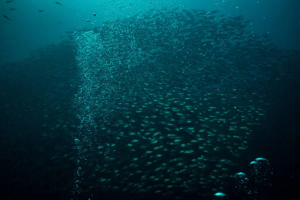 Подводный Вид Рыб Вблизи Острова Тао Koh Tao Таиланд — стоковое фото