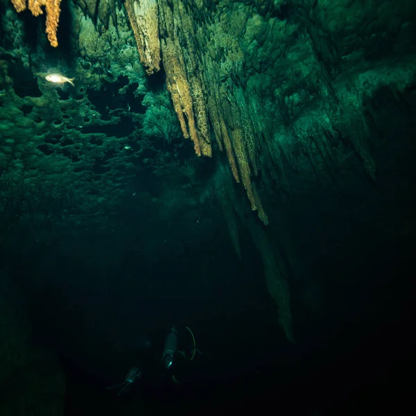Underwater Mexico — Stock Photo, Image