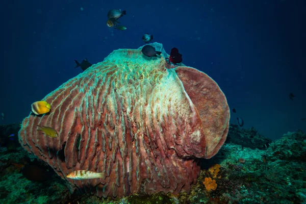 Underwater Skjuta Ocean Flora Och Fauna Bali Indonesien — Stockfoto
