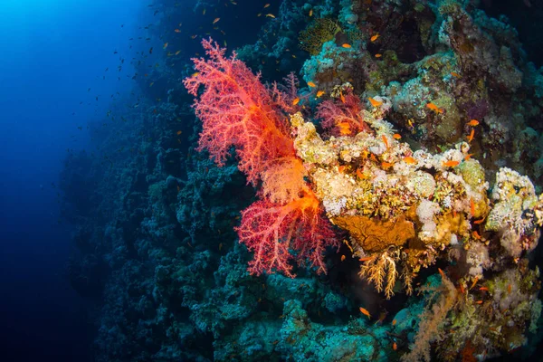 Vackra Korallrev Röda Havet Sharm Sheik Egypten — Stockfoto