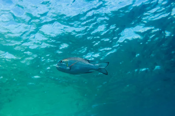 Tropikal Balıklar Kızıldeniz Sharm Sheikh Mısır Daki Mavi — Stok fotoğraf