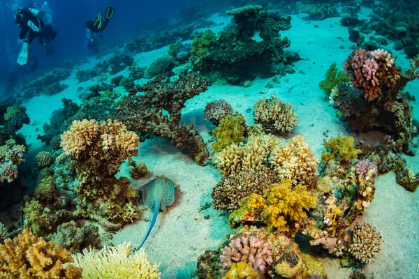 Diver Reaf Red Sea — Stock Photo, Image