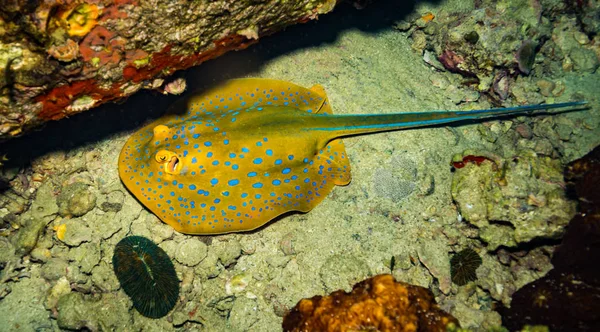 Gyönyörű Kék Pettyes Stingray Közelében Koh Tao Sziget Thaiföld — Stock Fotó