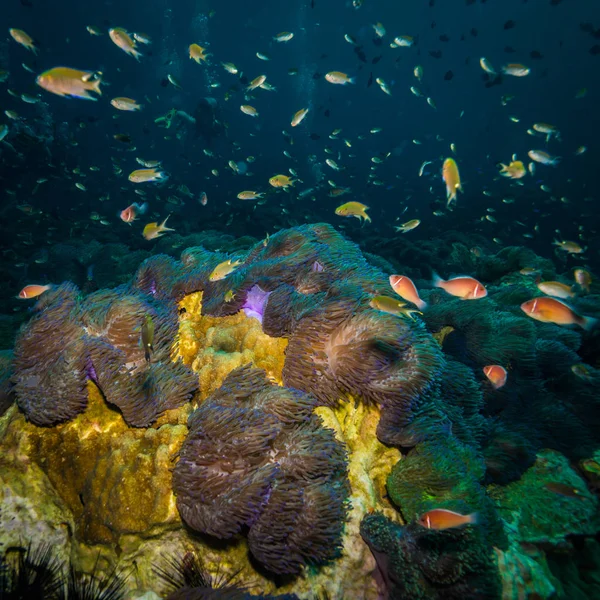 Podvodní Pohled Sasanka Korálový Útes Koh Tao Thajsko — Stock fotografie