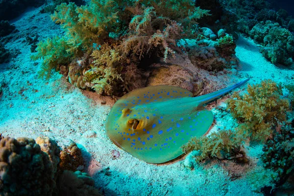 Stingray Recife Coral Sharm Sheih Mar Vermelho Egito — Fotografia de Stock