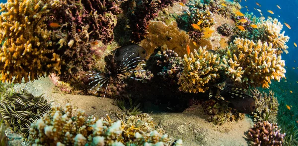 Güzel Tropikal Balıklar Kızıldeniz Sharm Sheikh Mısır Daki Mercan Kayalığı — Stok fotoğraf