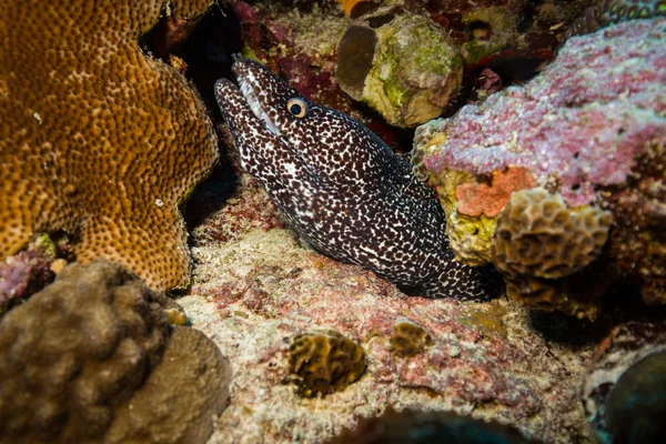 Filmagem Subaquática Flora Fauna Oceânica Bali Indonésia — Fotografia de Stock