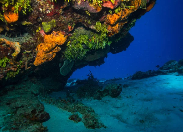 Vackert Färgade Korallrev Cozumel Karibiska Havet — Stockfoto