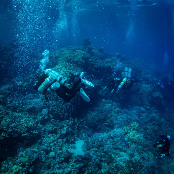 Dykare Revet Röda Havet — Stockfoto