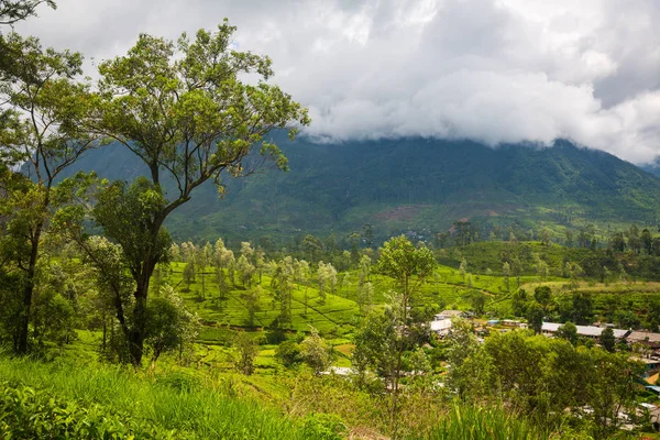 Sri Lanka Plantasyonda Yeşil Güzel Çay — Stok fotoğraf