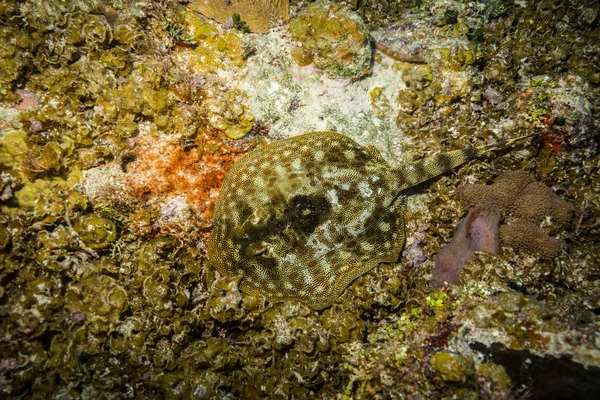 Підводний Подання Ската Красиві Риф Острові Cozumel — стокове фото