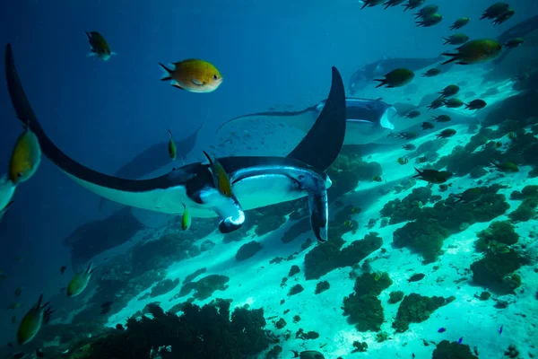 Manta Ray Tisztító Állomás Komodo Nemzeti Park — Stock Fotó