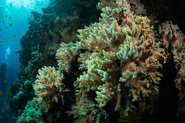 Όμορφο Κοραλλιών Κήπο Στην Ερυθρά Θάλασσα — Φωτογραφία Αρχείου