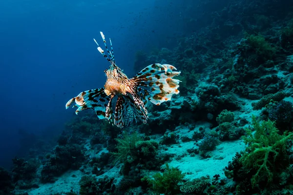 Mercan Red Sea, Mısır, kırmızı Lionfish avcılık