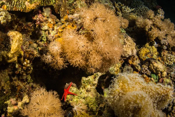 Vista Submarina Las Estrellas Mar Hermoso Arrecife Del Mar Rojo —  Fotos de Stock