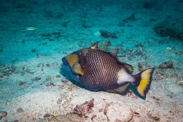 Piękne Duże Triggerfish Pobliżu Wyspy Koh Tao Tajlandia — Zdjęcie stockowe