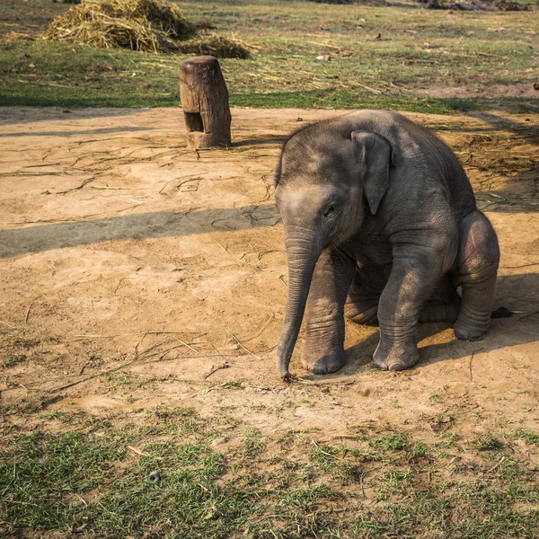 Elefantes Una Granja Reserva Chitwan — Foto de Stock