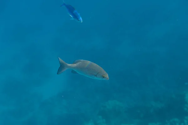 Underwater View Beautiful Transparent Sea Sharm Sheikh Egypt — Stock Photo, Image