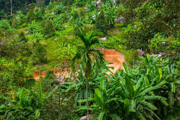 Green Jungle Koh Samui Spring Thailand — Stock Photo, Image