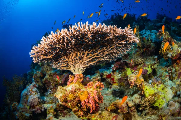 Hermoso Arrecife Coral Mar Rojo Sharm Sheikh Egipto — Foto de Stock