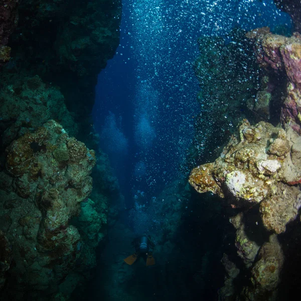 Reaf Червоне Море Дайвера — стокове фото