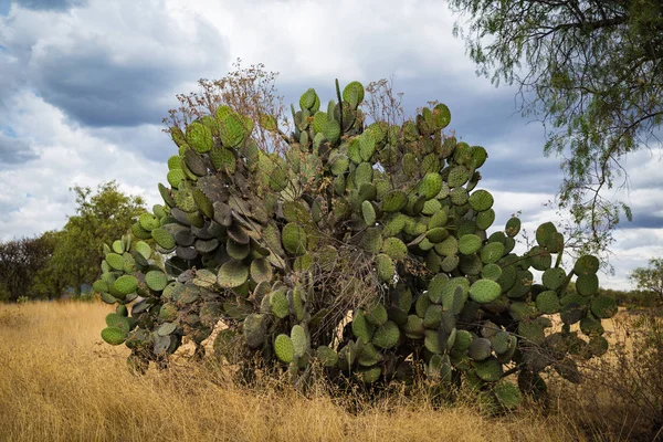 Giant Mexican cactus in Teotihuacan, Valley of Mexico