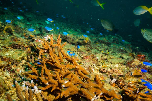 Красиві Коралові Рифи Поблизу Koh Tao Острів Таїланд — стокове фото